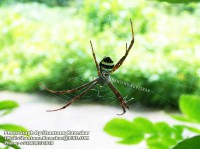 /album/spiders/spider-4-photograph-by-shantanu-kuveskar-jpg/